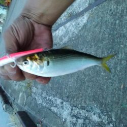 ツバスのちコノシロ